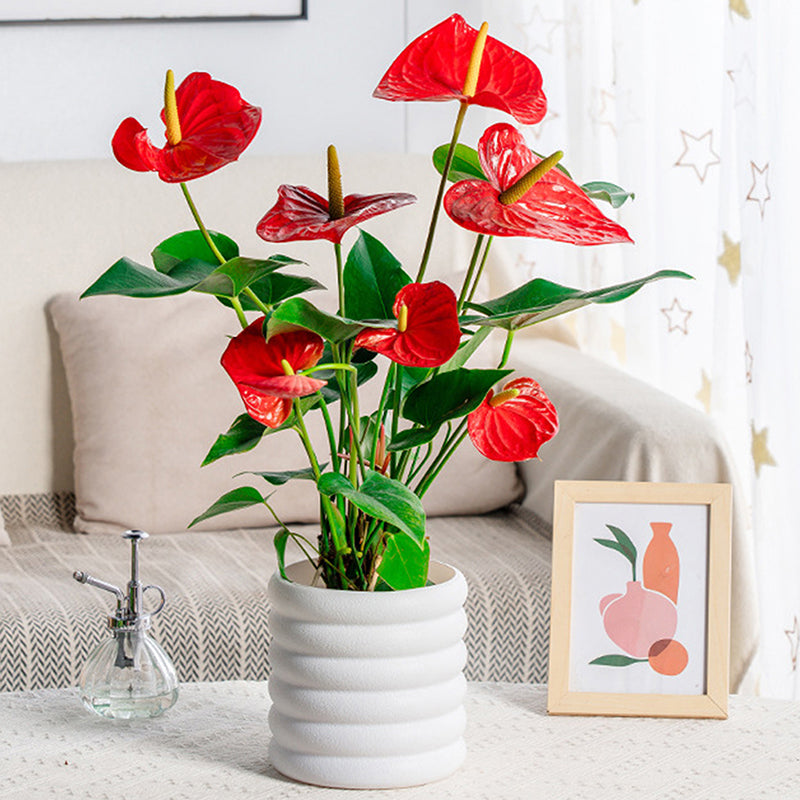 GreenHouse Elegante Pflanztöpfe für Ihr Zuhause